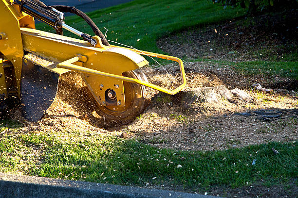 Best Hazardous Tree Removal  in Woodcrest, CA