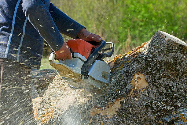 Best Lawn Mowing  in Woodcrest, CA
